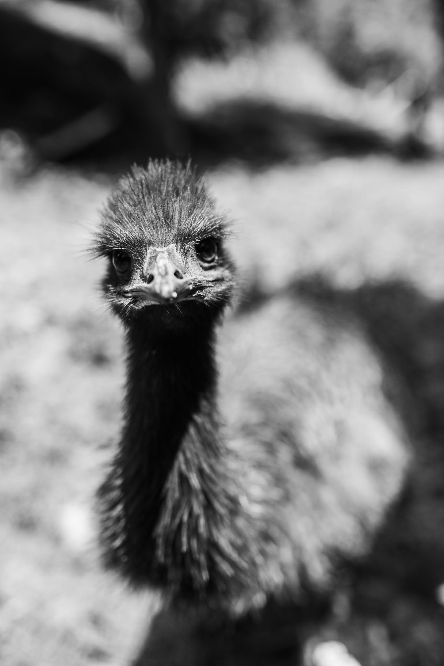 Close portrait of one of the animals cared for by BlackSky.