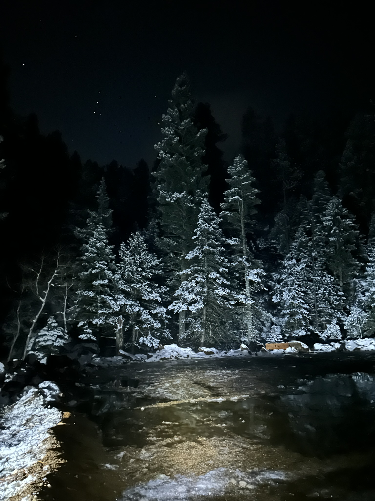 Arena structure and fencing work in progress in the forest.